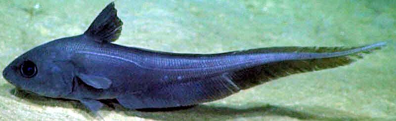 Coryphaenoides rudis_04.jpg